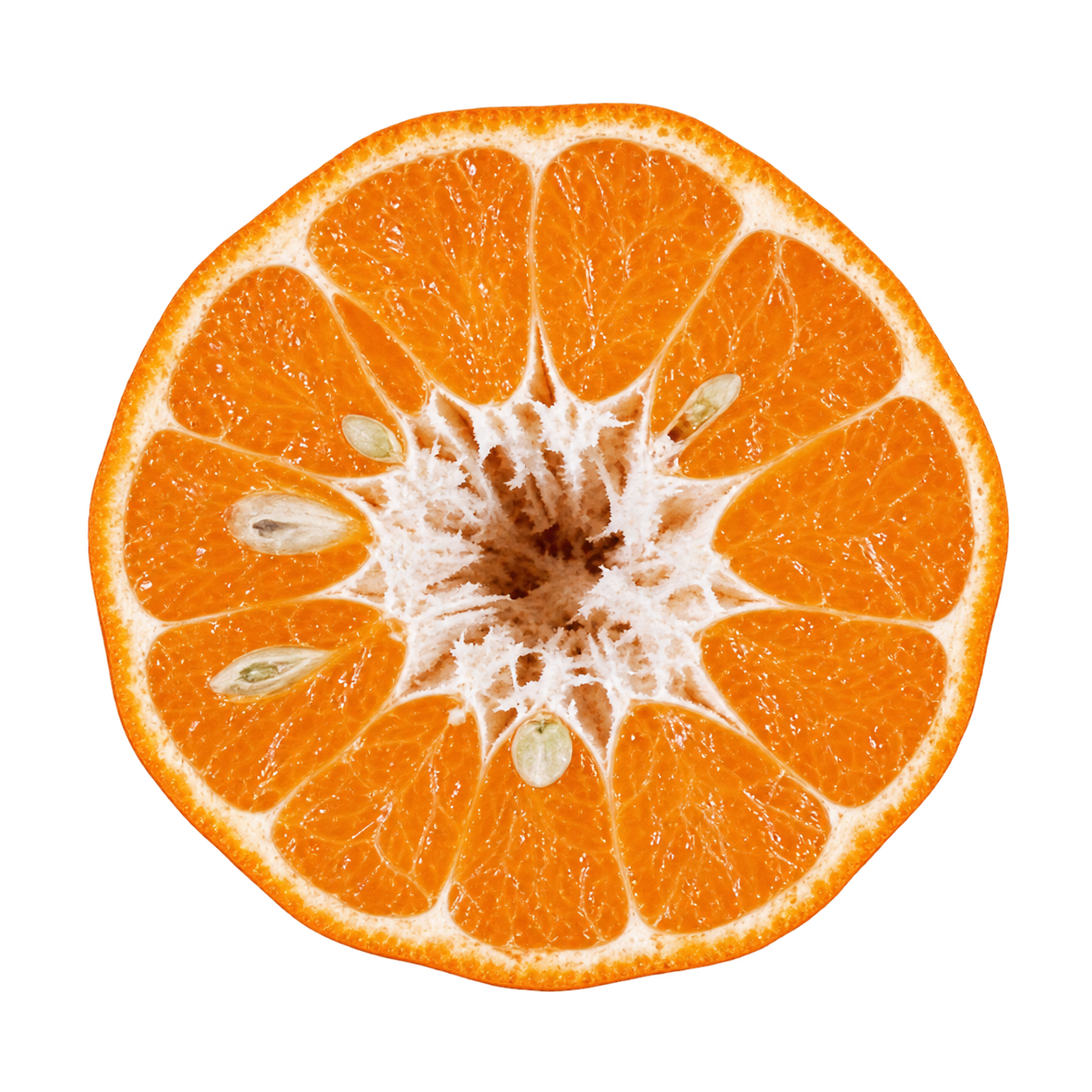 Generated depiction of a Dancy Mandarin cross section viewed head-on, with orange flesh, thin attached cream pith, ivory seeds and an open fibrous central core