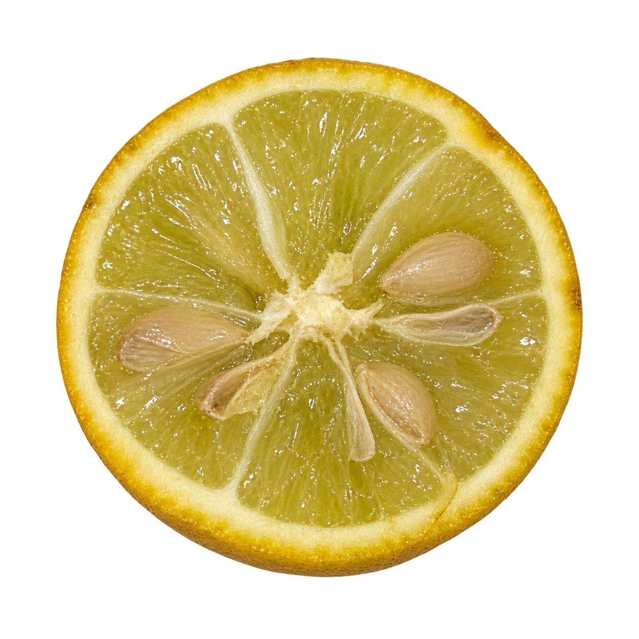 Generated depiction of a Conestoga Mini Citrange cross section viewed head-on, with greenish-yellow flesh, narrow cream pith, and scattered pale seeds and empty seed coats