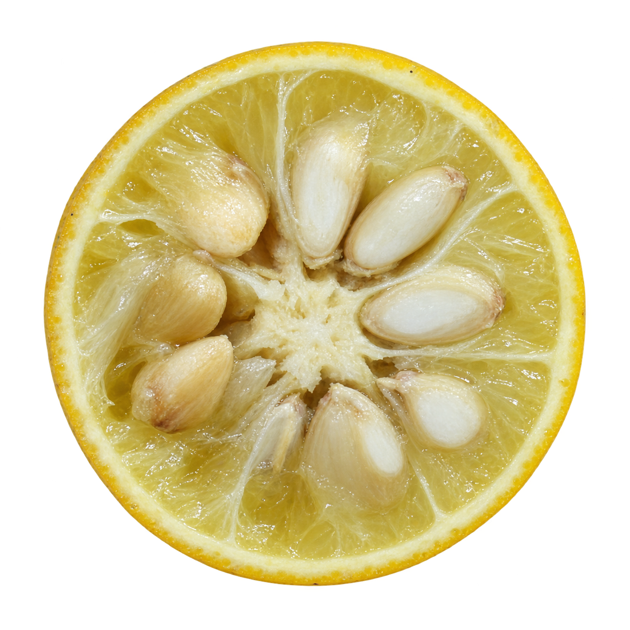 Approximate generated depiction of Flying Dragon using the Poncirus trifoliata cross-section illustration, with pale yellow flesh and numerous large cream seeds