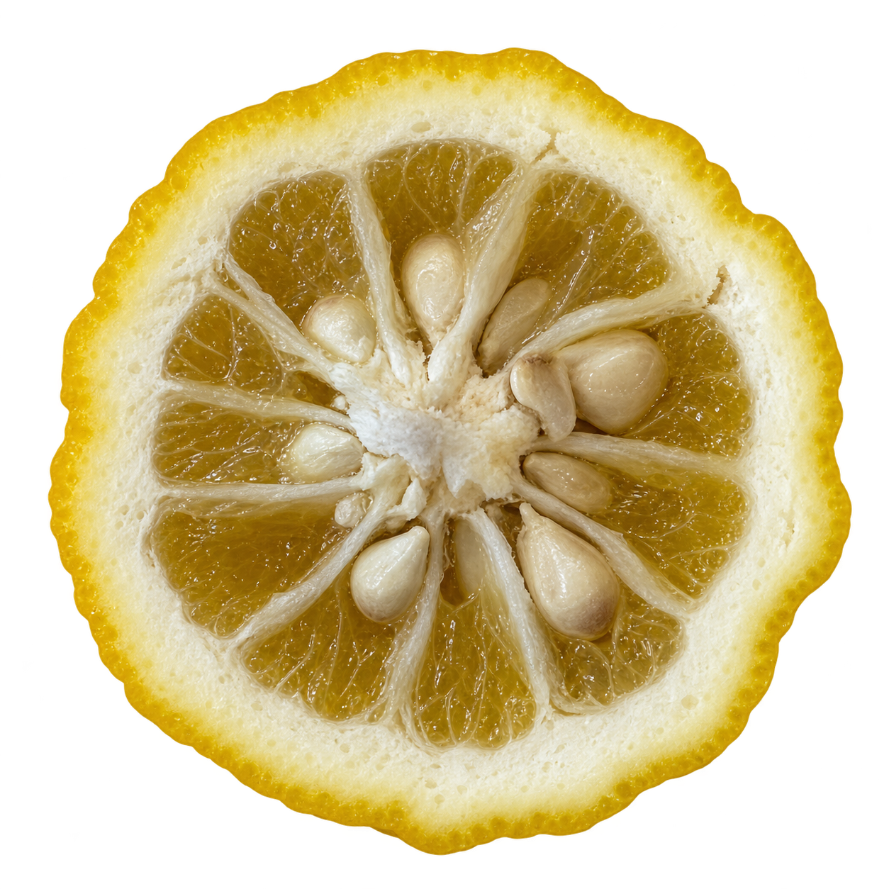 Generated depiction of a Yuzu cross section viewed head-on, with thick creamy pith, muted yellow-amber flesh, and many large ivory seeds