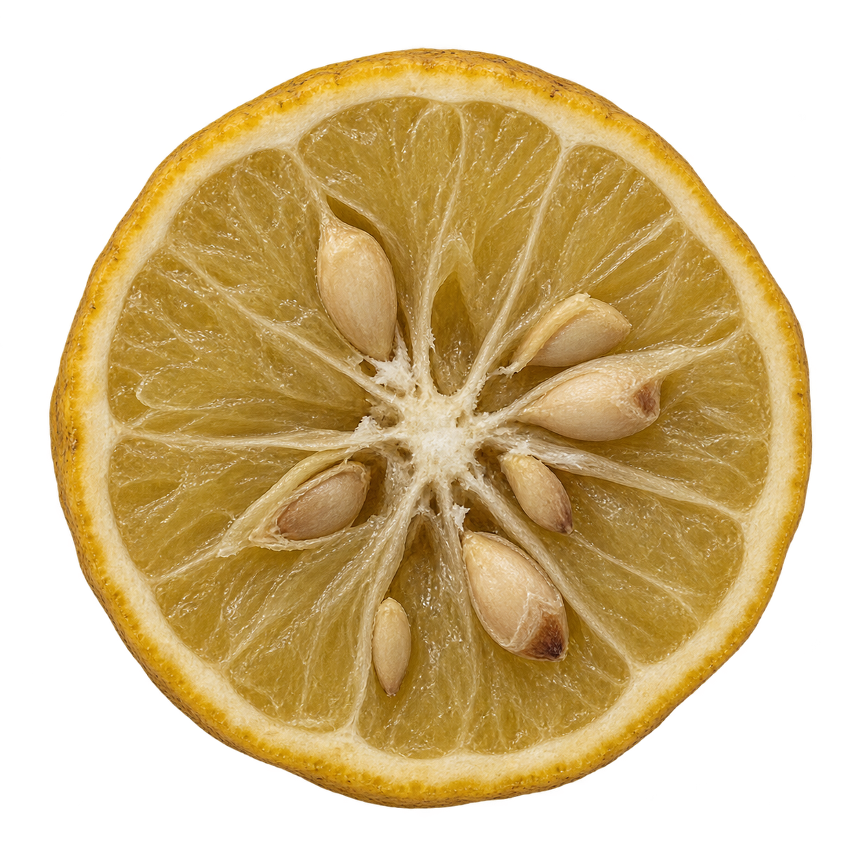 Approximate generated Conestoga 011 Citrange cross section based on other Conestoga selections, with muted yellow-amber flesh, attached rind, and ivory-to-tan seeds