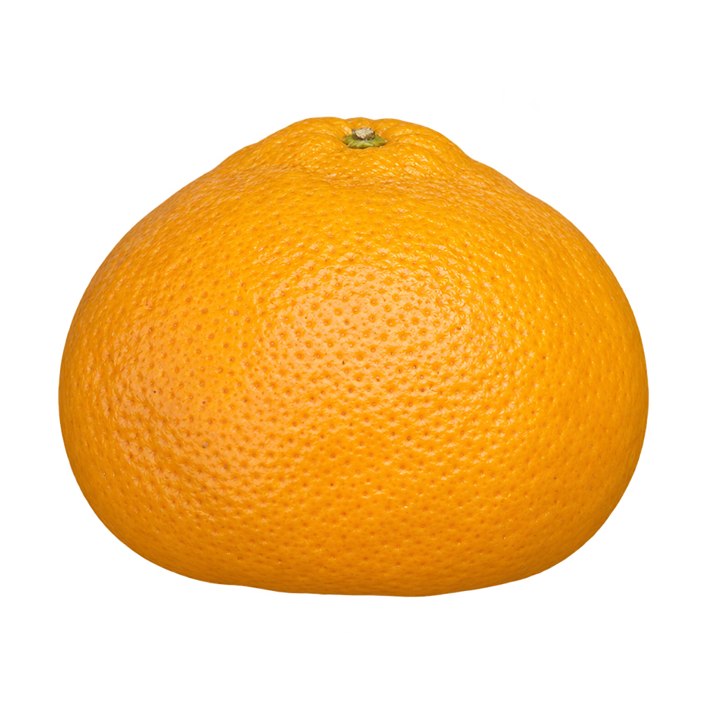 Generated depiction of Miyagawa Satsuma with a broad body, flat base, subtly tapered upper shoulders and golden-orange rind