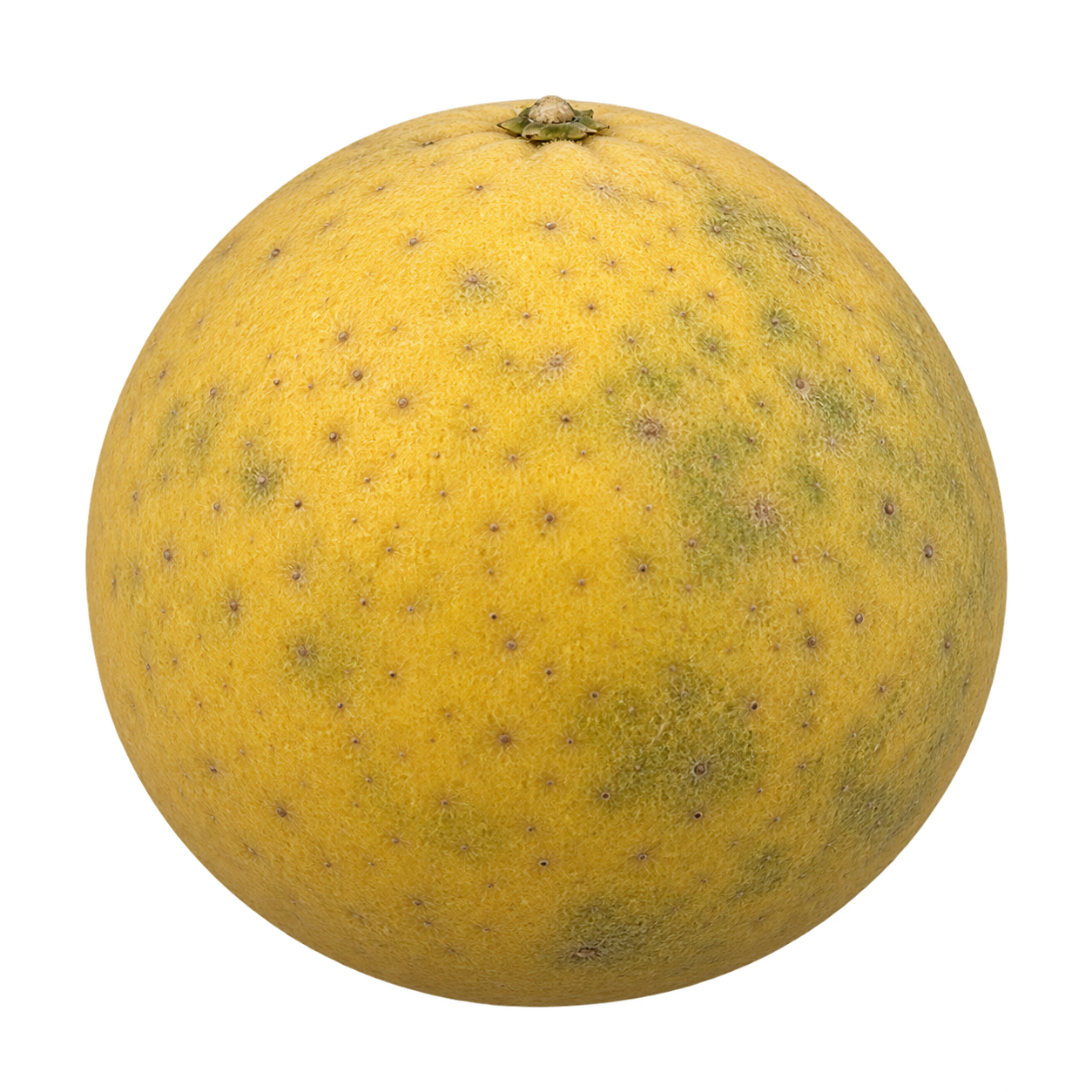 Generated depiction of a rounded Collins Trifoliate fruit in side view, with finely downy yellow rind, muted green mottling and a small top calyx