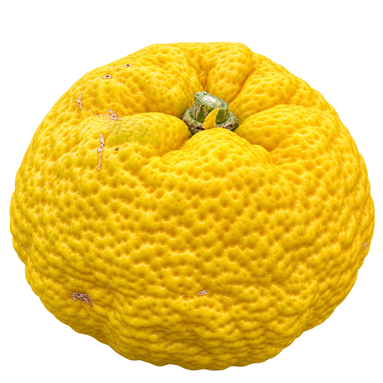 Generated depiction of a gently flattened, mandarin-shaped whole Yuzu from a low side angle, with rough yellow rind, lobed shoulders, and a recessed green stem