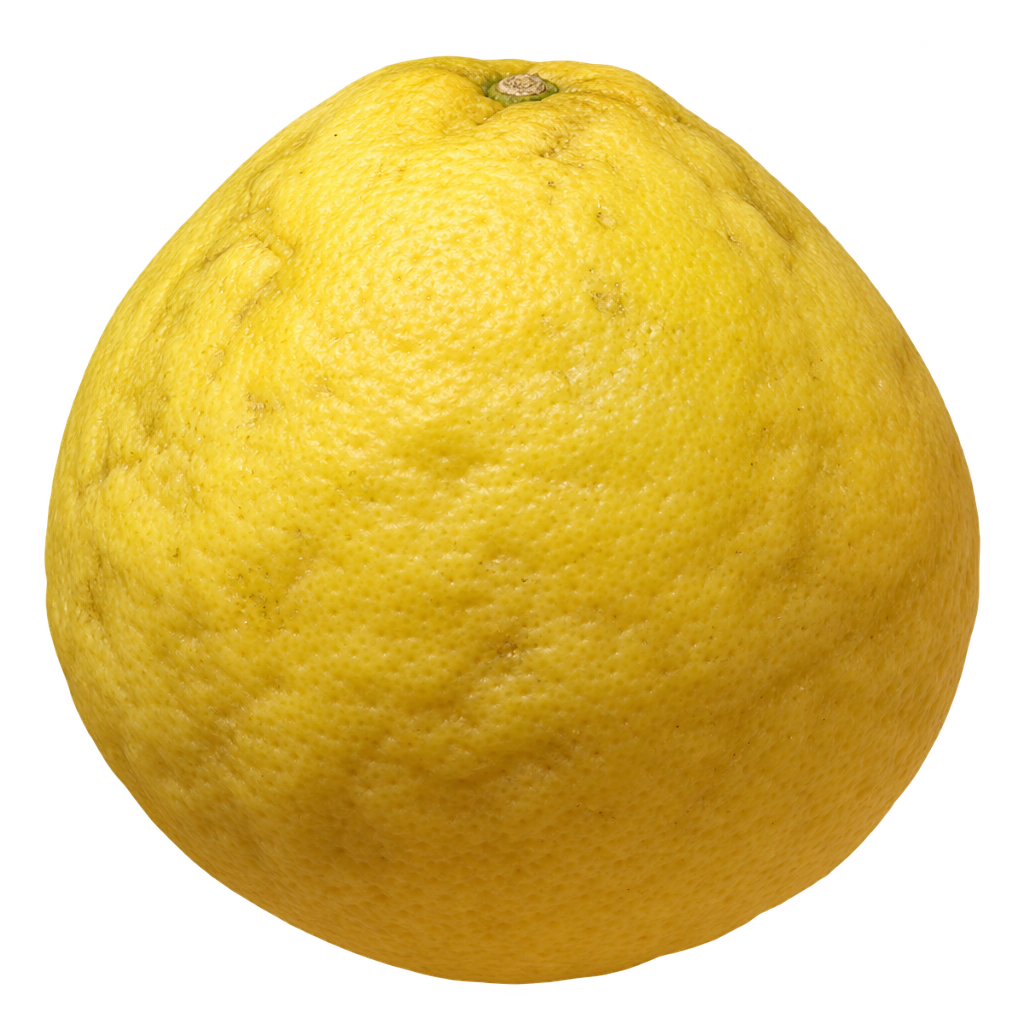 Generated depiction of a large rounded Iva Swingle Citrumelo with rough yellow rind and gently tapered upper shoulders