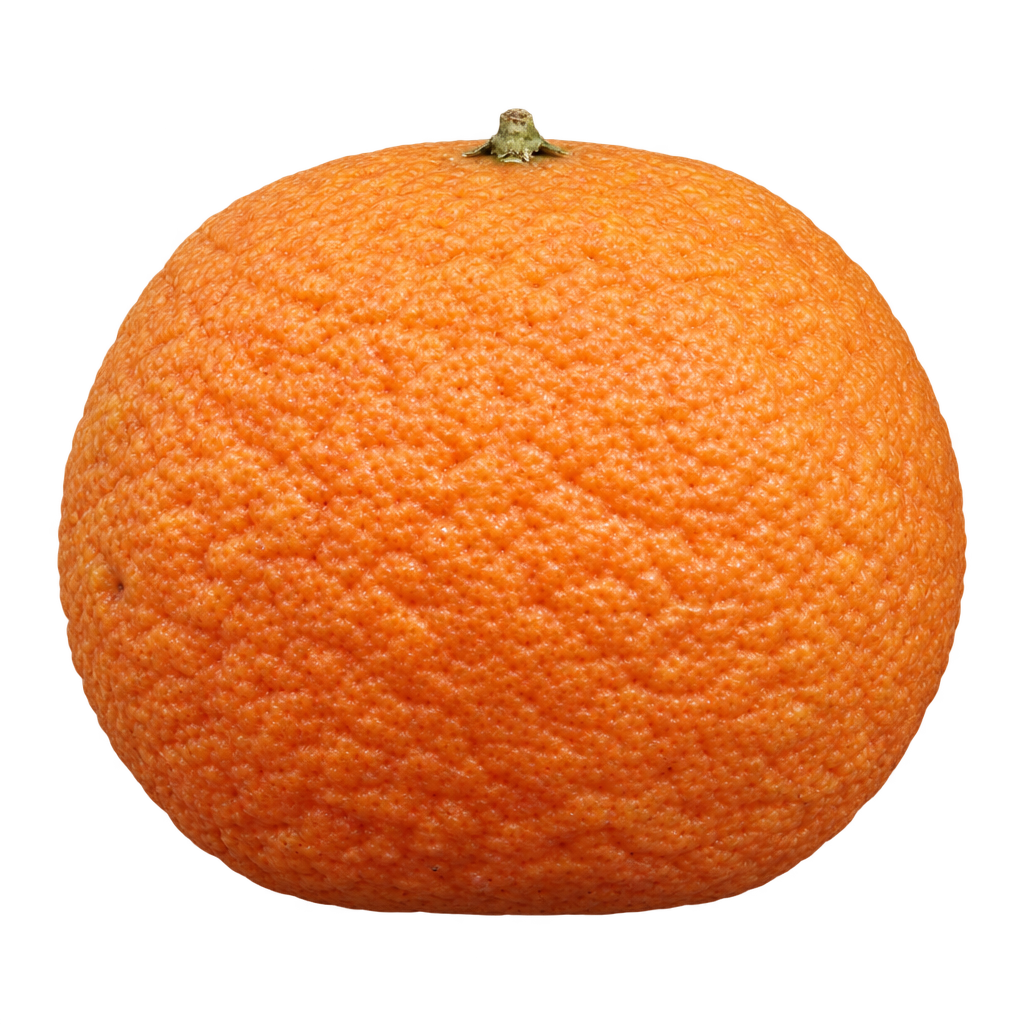Generated depiction of a broad Chinotto Sour Orange with flattened top and bottom, muted orange pebbled rind and a small upper calyx