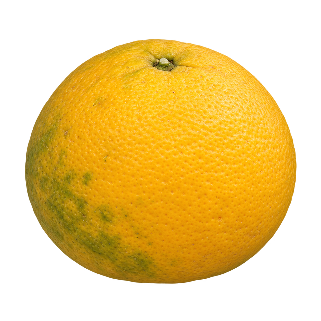 Generated Morton citrange depiction, round and slightly wider than tall, with textured golden-yellow rind and muted green mottling