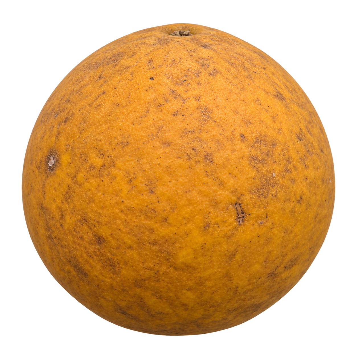 Generated depiction of a whole Conestoga 006 Citrange from a low side view, with a rounded silhouette and mottled ochre-orange rind