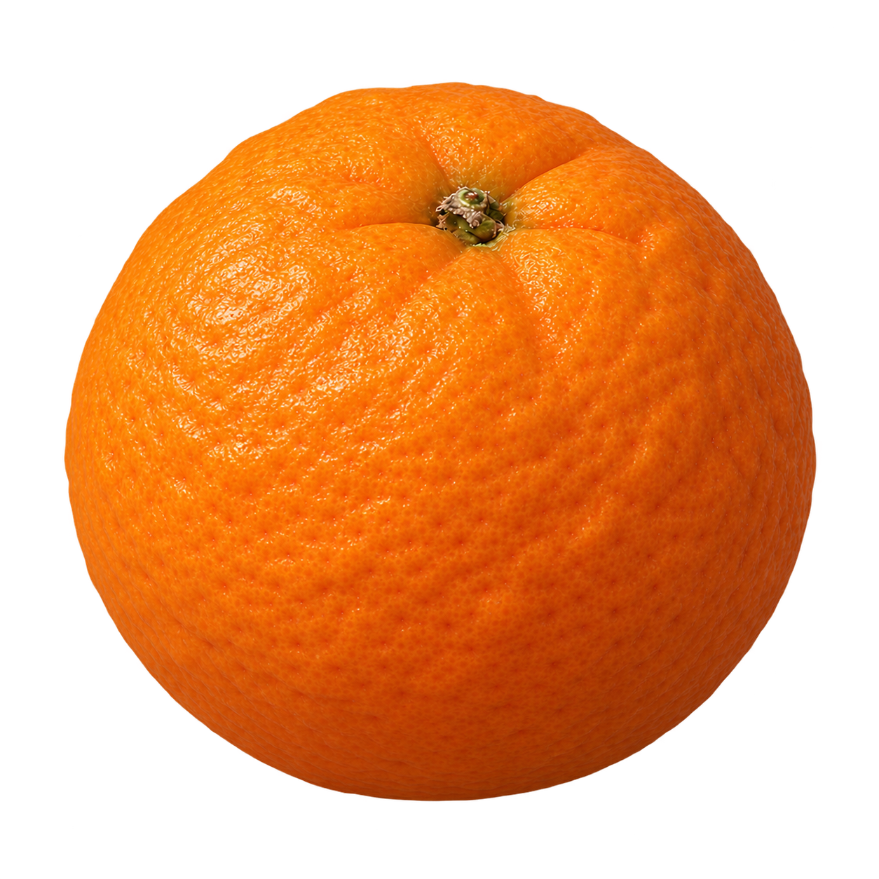 Approximate generated depiction of Bitters C-22 Citrandarin using the round, slightly bumpy orange Furr C-57 fruit illustration
