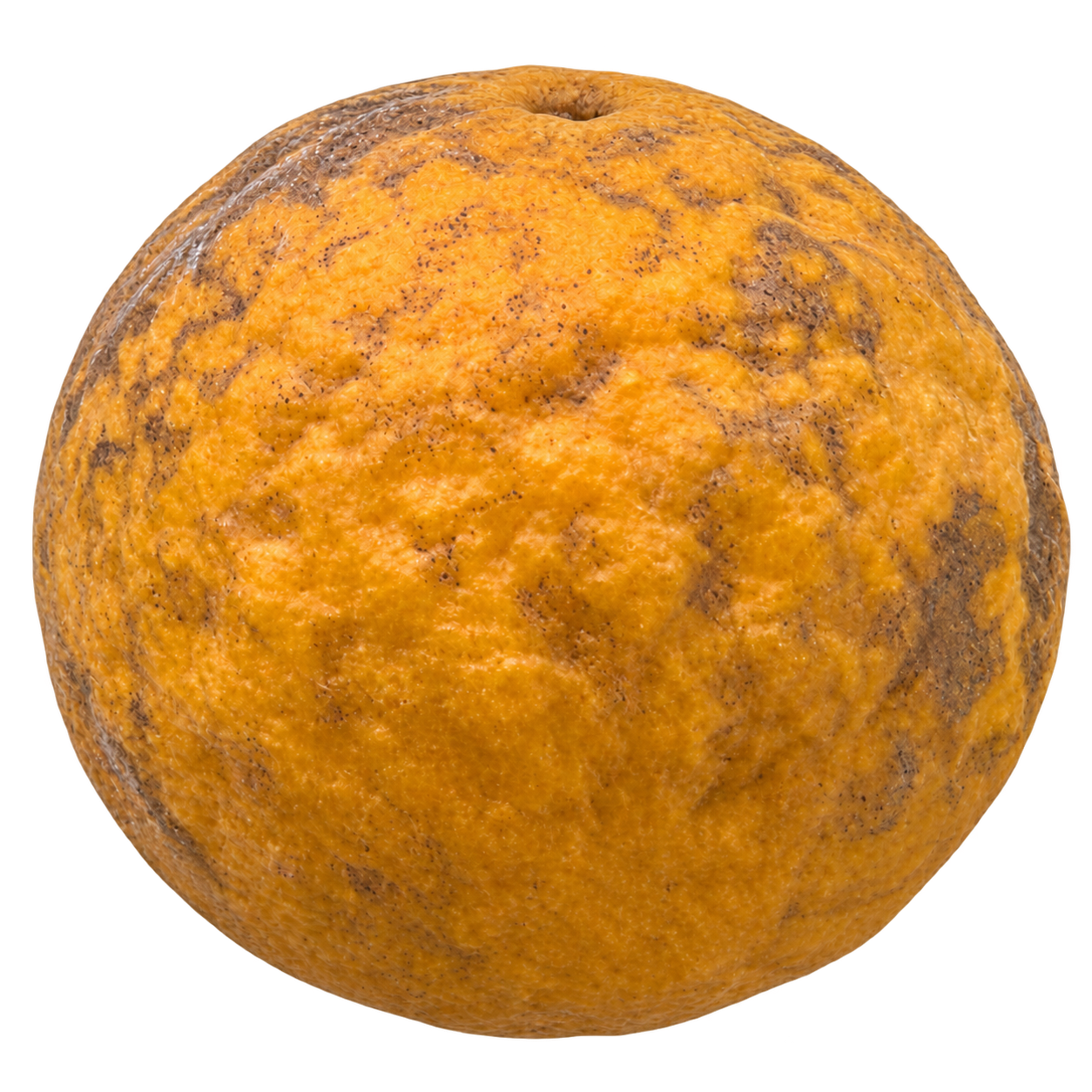Generated depiction of a whole Conestoga 011 Citrange from a low side view, with coarse mottled yellow-ochre rind and a rounded, slightly squat silhouette