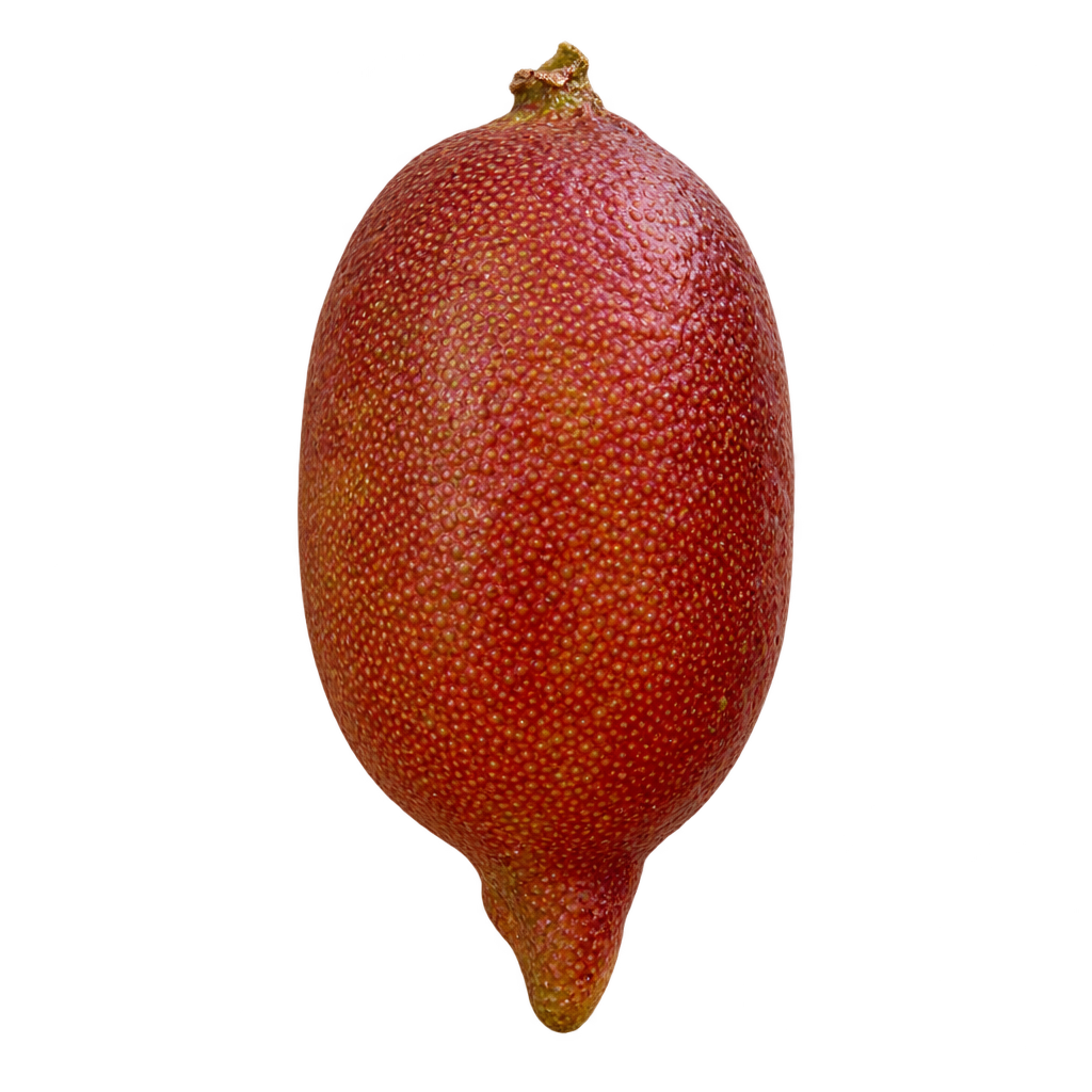 Generated Pinky Lime depiction with a short finger-lime shape, finely dotted reddish-brown rind and a pointed blossom end
