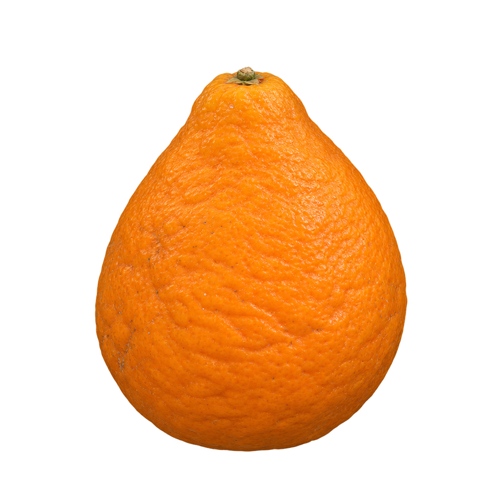 Generated depiction of a teardrop-shaped San Jacinto Tangelo with rough orange rind and a rounded base