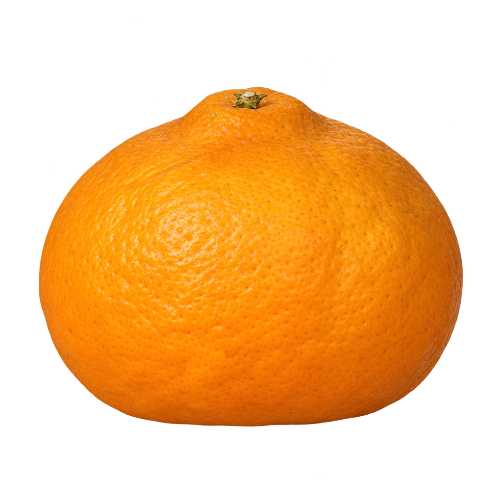 Generated depiction of Kawano Wase Satsuma with a broad mandarin-shaped body, short neck, flat bottom and slightly puffy orange rind