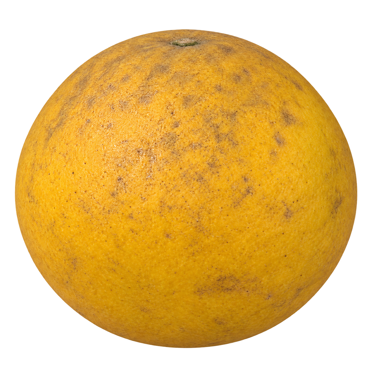 Generated depiction of a whole Conestoga 026 Citrange from a low side view, with a slightly squat rounded silhouette and finely mottled golden-yellow rind