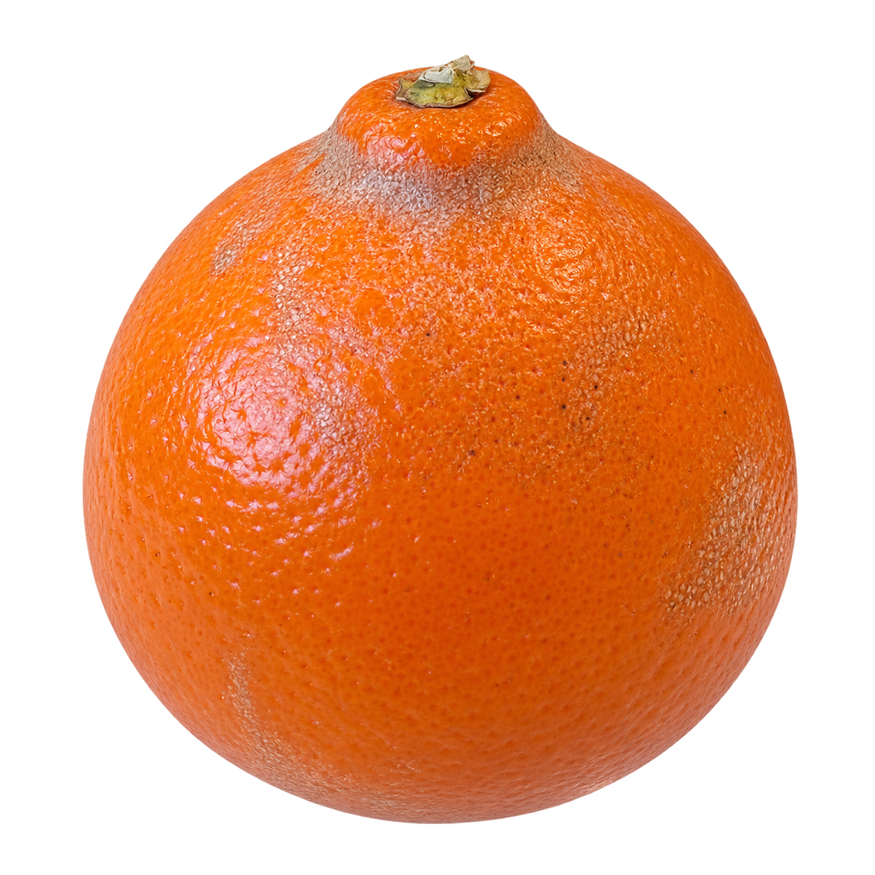 Generated depiction of Minneola Tangelo in side view, with a rounded orange body, short broad neck and small top calyx
