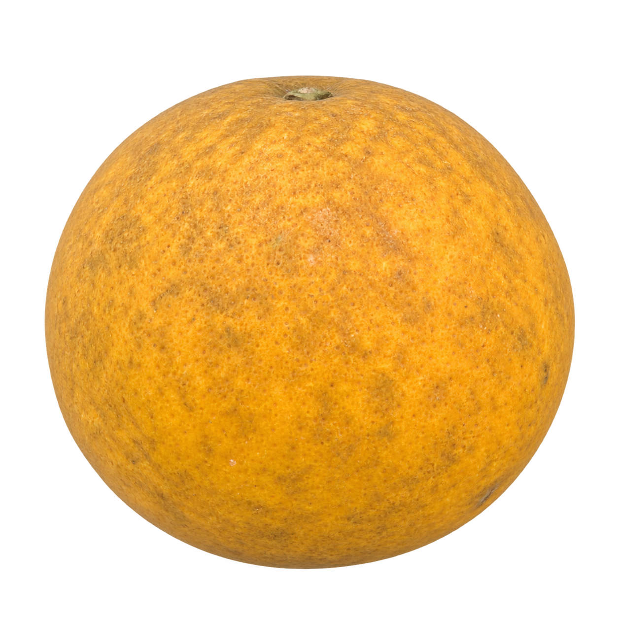 Generated depiction of a whole Conestoga 010 Citrange from a low side view, with a subtly squat silhouette and mottled golden-orange rind