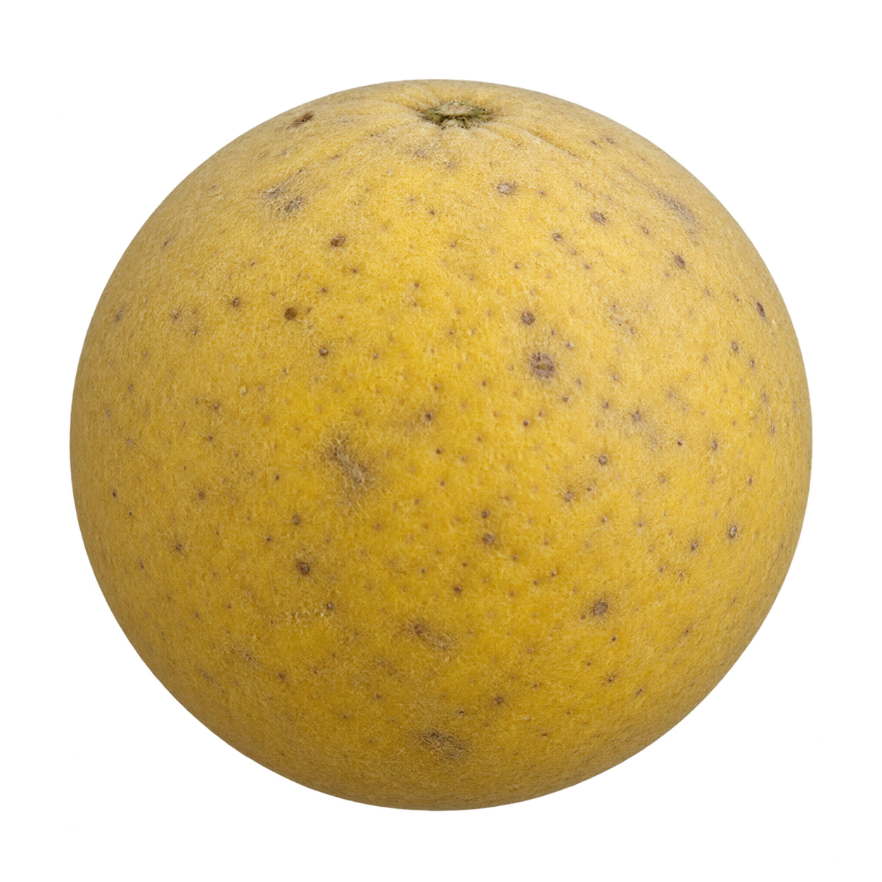 Approximate generated depiction of Flying Dragon using the Poncirus trifoliata whole-fruit illustration, with muted yellow, finely downy rind and natural brown mottling