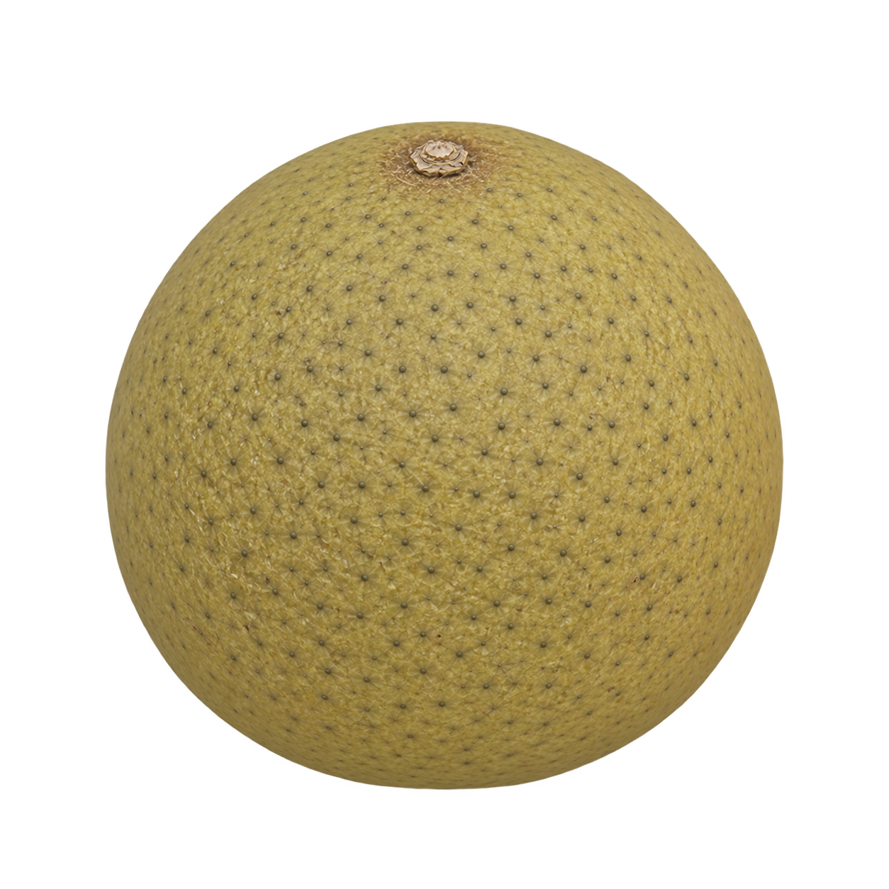 Generated depiction of a whole Conestoga Mini Citrange, with a rounded body, slight stem-end taper, and finely speckled matte olive-yellow rind