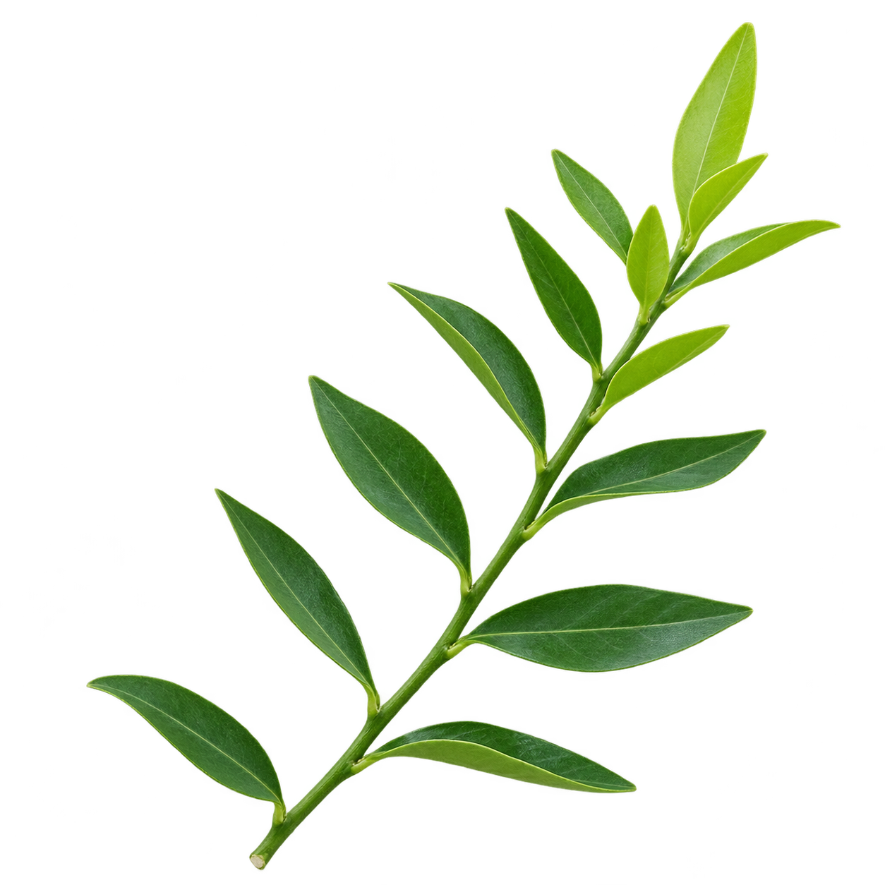 Generated Eremomandarin leafy shoot depiction with closely spaced narrow leaves, bright new growth and no visible thorns, based on reference photos