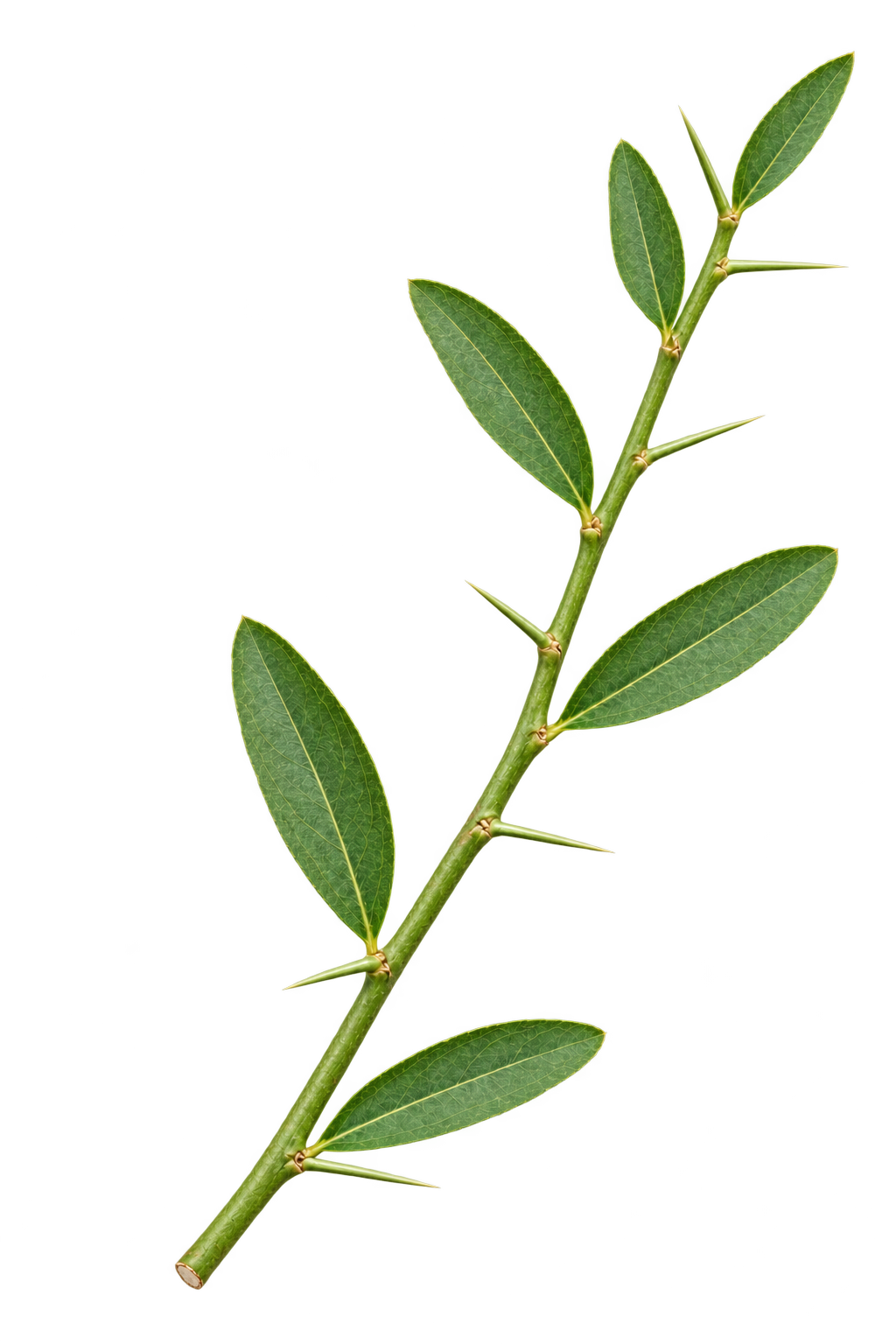 Generated Eremorange branch depiction with narrow green leaves and single slender thorns, based on reference imagery