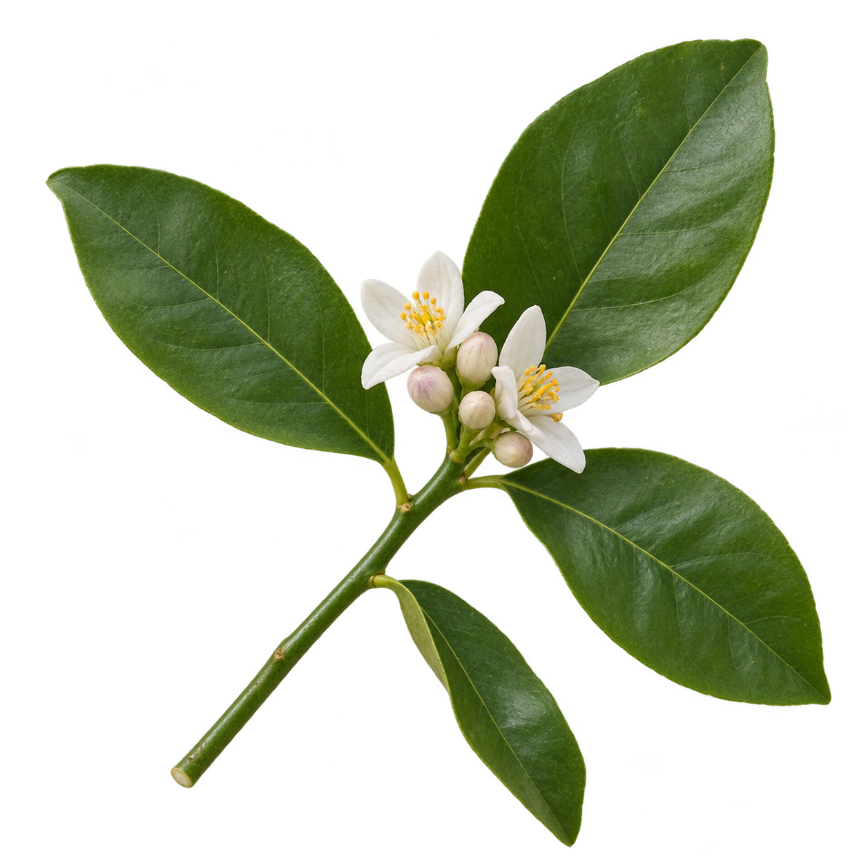 Generated Meyer Lemon branch depiction with four green leaves and white flowers, based on reference photos