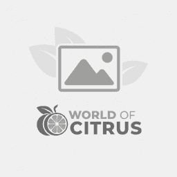 Avana Tardivo Di Ciaculli Mandarin