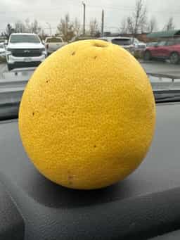 African Shaddock Pummelo