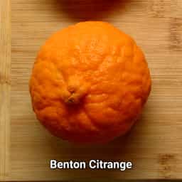 Benton Citrange