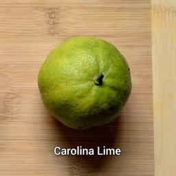 Carolina Lime