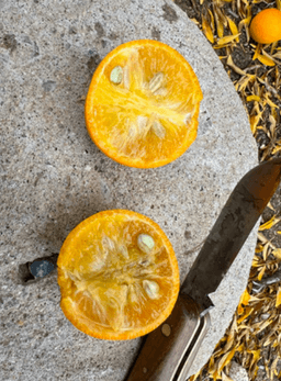 Carpenter C-54 Citrandarin