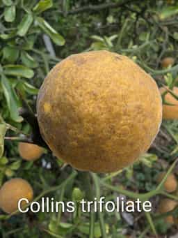 Collins Trifoliate