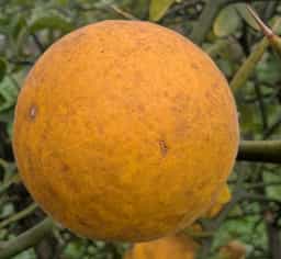 Conestoga 006 Citrange