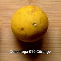 Conestoga 010 Citrange