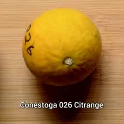 Conestoga 026 Citrange