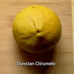 Dunstan Citrumelo