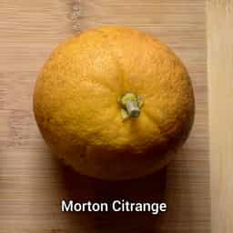Morton Citrange