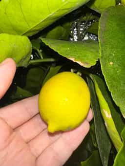 Persian Lime
