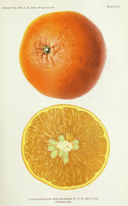 Seminole Tangelo