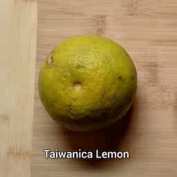 Taiwanica Lemon