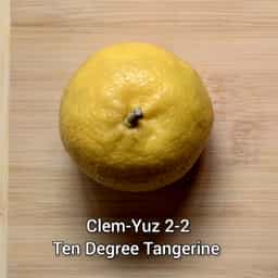 Ten Degree Tangerine