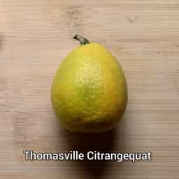 Thomasville Citrangequat