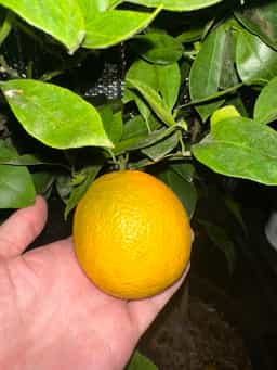 Trovita Orange