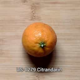 US-1279 Citrandarin