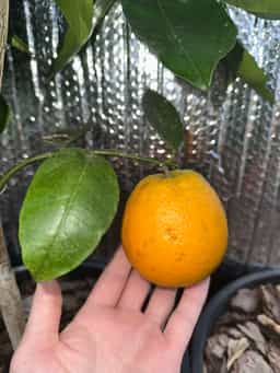 Valencia Orange