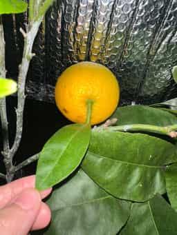 Vaniglia Sanguigno Acidless Sweet Orange